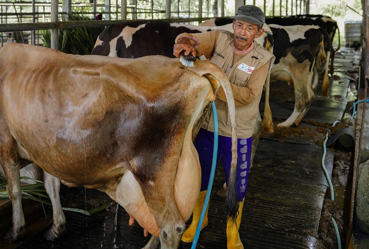 Sarihusada Dorong Susu sebagai Sumber Nutrisi Penting Lewat Pengembangan Peternak Lokal