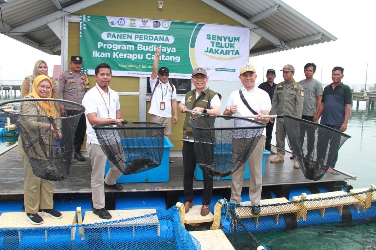 Baznas Bazis DKI Panen Ikan Kerapu Centang di Pulau Tidung, Sebegini Jumlahnya