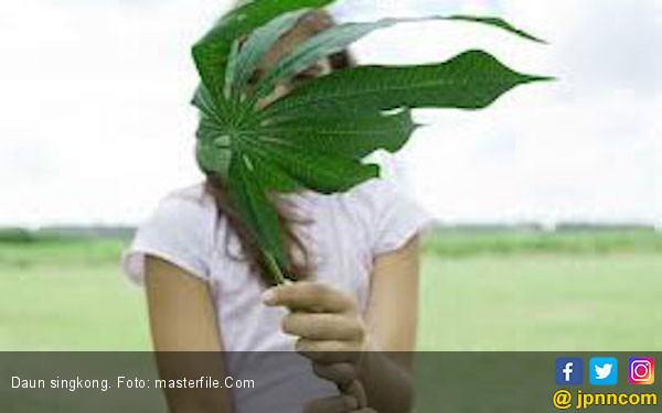 7 Khasiat Daun Singkong Campur Madu, Ampuh Obati Rematik